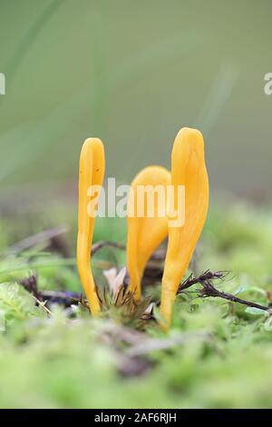 Clavulinopsis luteoalba, wie Aprikose Club bekannt, wilde Coral Pilz aus Finnland Stockfoto