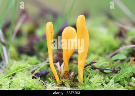 Clavulinopsis luteoalba, wie Aprikose Club bekannt, wilde Coral Pilz aus Finnland Stockfoto