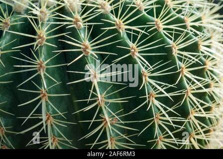 Cactus Goldenes Fass closeup, Seitenansicht Stockfoto