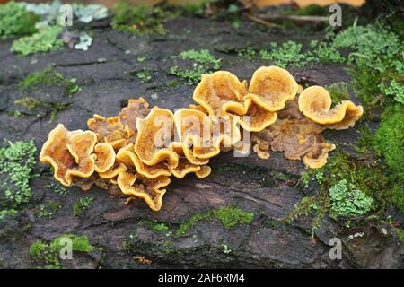 Stereum hirsutum, wie falsch die Türkei Schwanz oder behaart Vorhang Kruste bekannt, wilde Pilze aus Finnland Stockfoto