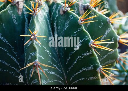 Cactus closeup, Seitenansicht Stockfoto