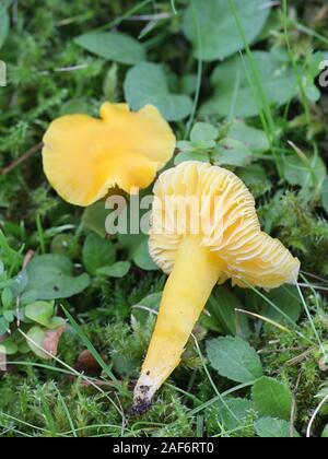 Hygrocybe chlorophana, bekannt als Golden waxcap, wilde Pilze aus Finnland Stockfoto