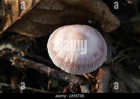 Inocybe lilacina, bekannt als Lila Fibrecap, wilde giftige Pilze aus Finnland Stockfoto