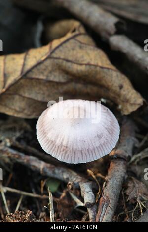 Inocybe lilacina, bekannt als Lila Fibrecap, wilde giftige Pilze aus Finnland Stockfoto