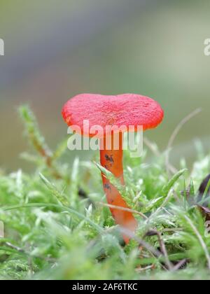 Hygrocybe coccinea, wie der Purpur, Scharlach waxcap oder gerechten Rot wächserne Gap bekannt, wilde essbare Pilze aus Finnland Stockfoto