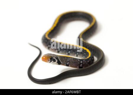 Coelognathus flavolineatus, die schwarzen Kupfer Ratte Schlange oder gelb gestreifte Schlange, auf weißem Hintergrund Stockfoto
