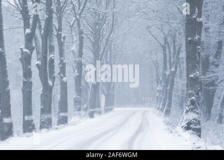 Winter schneebedeckte Straße zwischen alten Bäumen in Europa, Kaliningrad, Russland Stockfoto