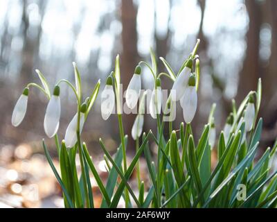 Frühjahr erste Blüten. Bündel von vernal Schneeglöckchen (Galanthus nivalis) closeup Stockfoto