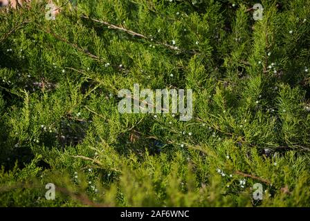 Feder Juniper, Zweige, Beeren, Farbe Fotografie Stockfoto