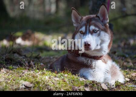 Braun und weiß Husky Hund liegt und gazy starrte Stockfoto