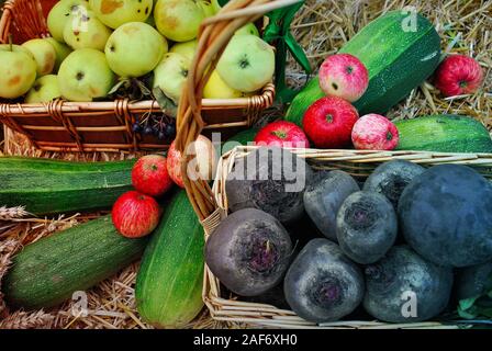 Herbst Ernte, Horizontale bunte Foto, Veggies Hintergrund mit Äpfeln, Zucchini und Beefs Stockfoto