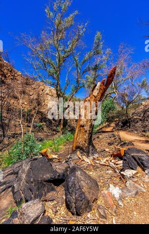 Nach Auswirkungen der Jan 2019 Buschfeuer und die anschließende Regrowth in der West MacDonnell Ranges und die verheerenden Auswirkungen um Standley Chasm. Stockfoto