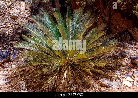 Nach Auswirkungen der Jan 2019 Buschfeuer und die anschließende Nachwachsen der MacDonnell Ranges Cycad innerhalb der Standley Chasm. Stockfoto