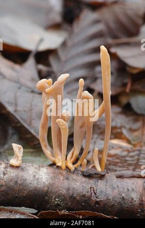 Macrotyphula fistulosa, wie Pipe club Pilz bekannt, Pilze aus Finnland Stockfoto