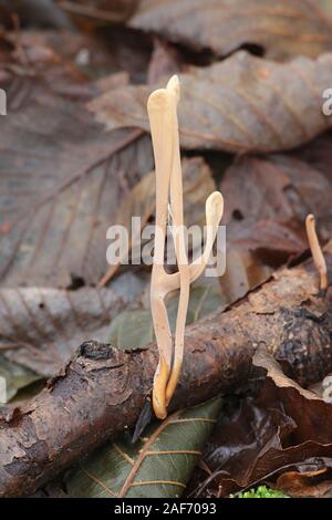 Macrotyphula fistulosa, wie Pipe club Pilz bekannt, Wild Mushroom aus Finnland Stockfoto