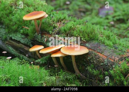 Gymnopilus penetrans, bekannt als gemeinsame Rustgill, Pilze aus Finnland Stockfoto