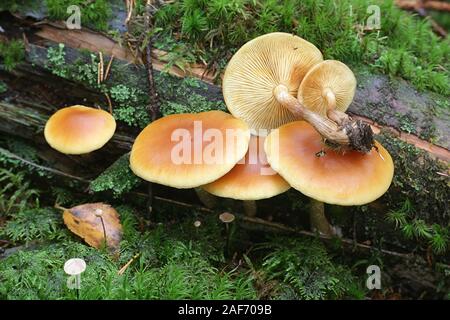 Gymnopilus penetrans, wie gemeinsame Rustgill, Pilze aus Finnland bekannt Stockfoto