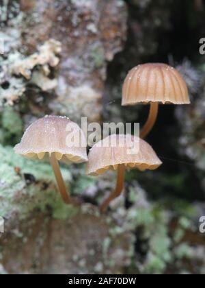 Mycena meliigena, einer Motorhaube Pilzzucht auf Eiche stamm Stockfoto