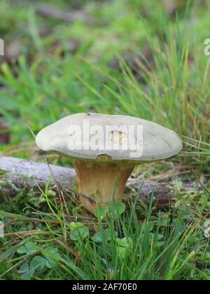 Xerocomus subtomentosus, bekannt als Wildleder bolete, braune und gelbe bolete Bolet, langweilig braun oder gelb - rissig bolete, wilde essbare Pilze von Finla Stockfoto