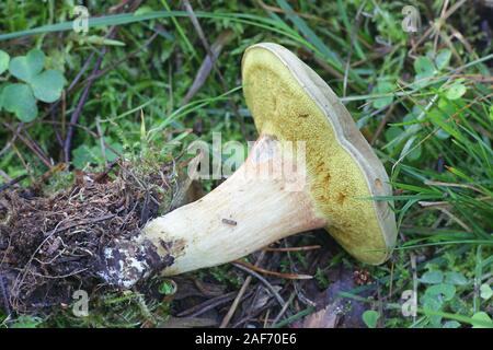 Xerocomus subtomentosus, bekannt als Wildleder bolete, braune und gelbe bolete Bolet, langweilig braun oder gelb - rissig bolete, wilde essbarer Pilz aus Finlan Stockfoto