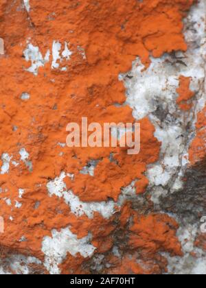 Trentepohlia Aurea, eine terrestrische Grünalge, wächst an Kalkstein Oberfläche in Finnland Stockfoto