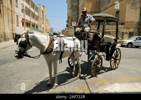 Weißes Pferd und Wagen Fahrer in den Straßen von Valletta, Malta Stockfoto