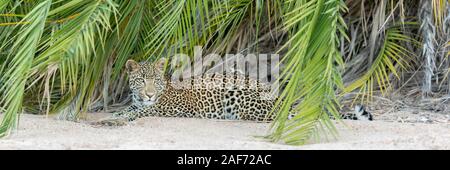 African Leopard liegt auf Sand in der Nähe von Palmen in einem Flussbett Blick Alarm im Kruger National Park in Südafrika Stockfoto
