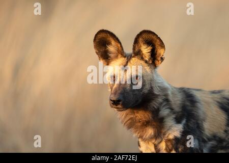 Porträt einer Kap Jagdhund, Krüger Nationalpark, Südafrika Stockfoto