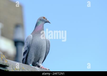 Ein Racing Pigeon auf der Kante des Dachs Stockfoto