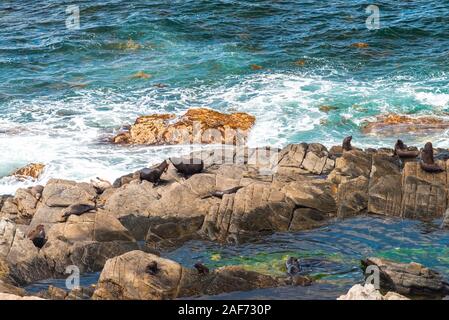 Seelöwen auf den Felsen, Kangaroo Island, South Australia Stockfoto