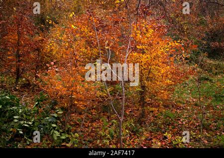 Spektakuläre Farben des Herbstes in einer kleinen Landschaft Stockfoto