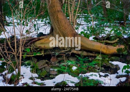 Split Baum von einer Wand in Wäldern Stockfoto