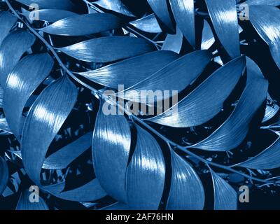Kreative und Moody Farbe blau Laub natürlichen Blumen Blatt Textur Hintergrund. Getönten Bild. Stockfoto