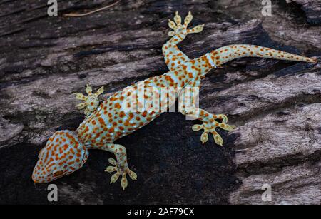 Tokay gecko klammert sich in ein altes Holz Hintergrund Stockfoto