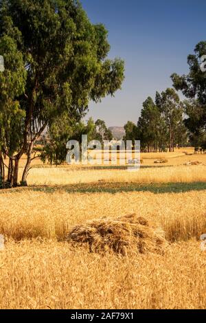 Äthiopien, Tigray, Hawzen, Landwirtschaft, reife Gerste Getreide bei der Ernte Stockfoto