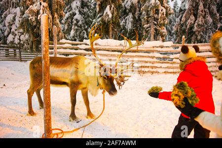 Rentiere Füttern von Kindern in Ruka in Lappland in Finnland reflex Stockfoto