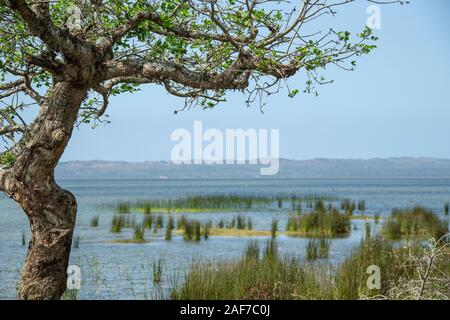 Schilf in die Untiefen des Charters Creek, Lake St Lucia, KZN Stockfoto