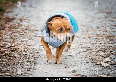 Staffordshire Bull Terrier tragen Sie eine Schicht Stockfoto