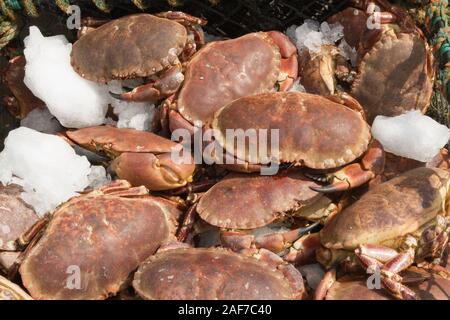 Frisch gefangenen Krabben braun lateinischer Name Cancer pagurus auf einem Angeln Dock für den Verkauf in einem Seafood Market in Oban, Schottland gelandet