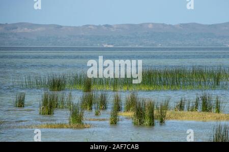 Schilf in die Untiefen des Charters Creek, Lake St Lucia, KZN Stockfoto