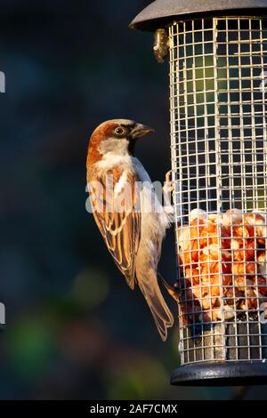 Männliche Haussperling Passer domesticus durch niedrige Winter Sonnenlicht beleuchtet, während der Fütterung auf Erdnüsse aus einem Garten Bird Feeder Stockfoto