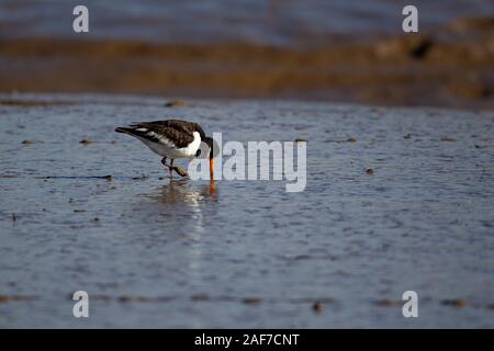 Ein einzelner Vogel Austernfischer Haematopus ostralegus tauchen seine Rechnung im Schlamm auf einer Watt für Nahrungsmittel in Norfolk, England Großbritannien suchen Stockfoto