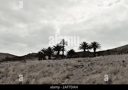 Schwarz Palmen Silhouette in einem bewölkten Himmel Hintergrund (Madeira, Portugal, Europa) Stockfoto