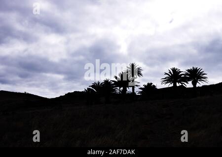 Schwarz Palmen Silhouette in einem bewölkten Himmel Hintergrund (Madeira, Portugal, Europa) Stockfoto
