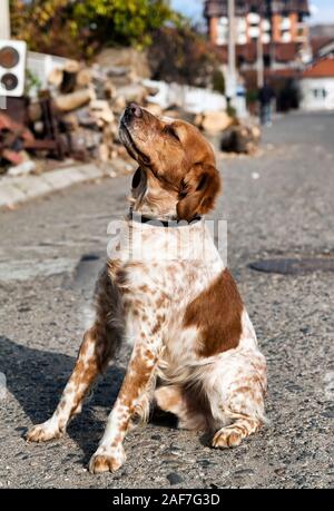 Schönes Porträt eines stolzen kleinen Brittany Spaniel Hundes. Stockfoto