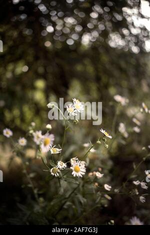 Kamillen und grünes Gras im Wald, aus der Nähe. Stockfoto