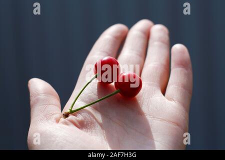 Zwei Kirschen auf einem Zweig liegen auf Eine weibliche Hand. Red Cherry hautnah. Zwei Kirschen werden von einem Zweig statt. Stockfoto