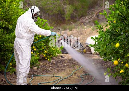 Unkraut Insektizid Begasung. Biologische ökologische Landwirtschaft. Spritzen mit Pestiziden in Obst Zitrone in wachsenden landwirtschaftlichen Plantage, Spanien. Mann Stockfoto