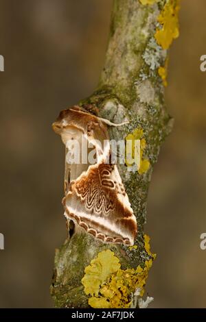 Buff Bögen (Habrosyne pyritoides Motten) Festhalten an einem Zweig, Wales, Juli Stockfoto