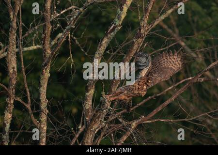 Great horned Owl in Nordwisconsin. Stockfoto